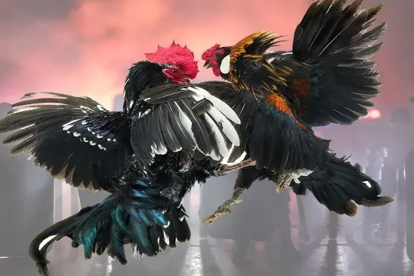 Khám Phá Đá Gà Thomo: Lịch Sử và Đặc Điểm Nổi Bật